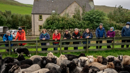 In Shetland, the Hottest Event of the Year Stars Sheep and Knitters