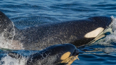 Killer whale punts sea lion 20 feet in the air to teach calf to hunt