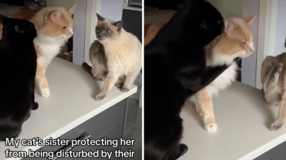 Watch How Cat Protects Sister From Their Brother: ‘Not on My Watch’