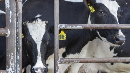 California dairies scramble to guard herds against bird flu