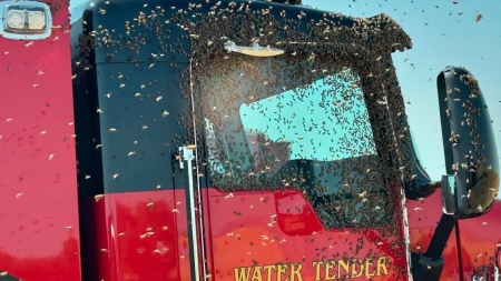 Modesto firefighters feel the sting when battling a wildfire and bees