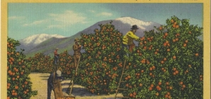 Where have Southern California’s orange groves gone?