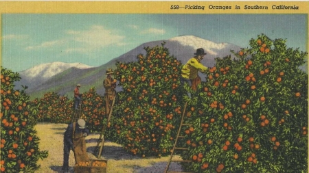 Where have Southern California’s orange groves gone?