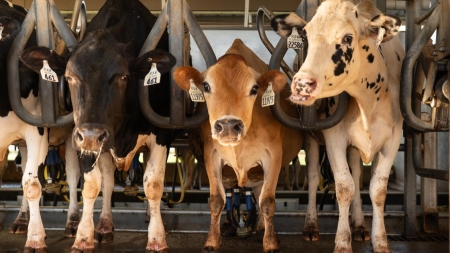 Bird flu warnings are going unheeded at many dairy farms