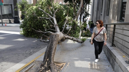 Vandals chainsaw dozens of trees across downtown L.A.