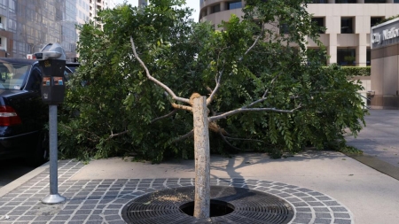 Police arrest man accused of felling Downtown L.A. trees with chainsaw
