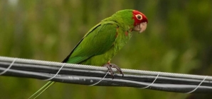 Man caught smuggling 6 parrots in his boots at U.S.-Mexico border