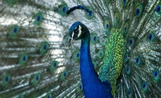 Beloved peacocks reported stolen from historic California hotel