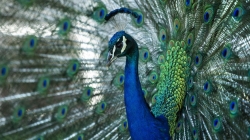 Beloved peacocks reported stolen from historic California hotel