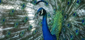 Beloved peacocks reported stolen from historic California hotel