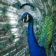 Beloved peacocks reported stolen from historic California hotel